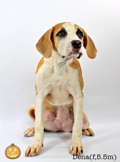 Dena, Adoptable, Puppy Female Foxhound & Boxer.