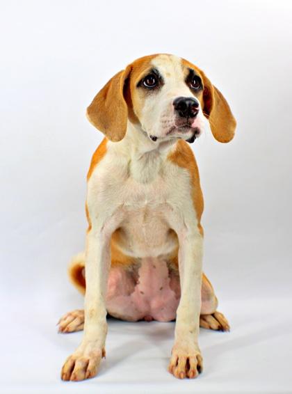Enlarge Dena, a Adoptable mixed breed in Morton Grove, IL image 2/2