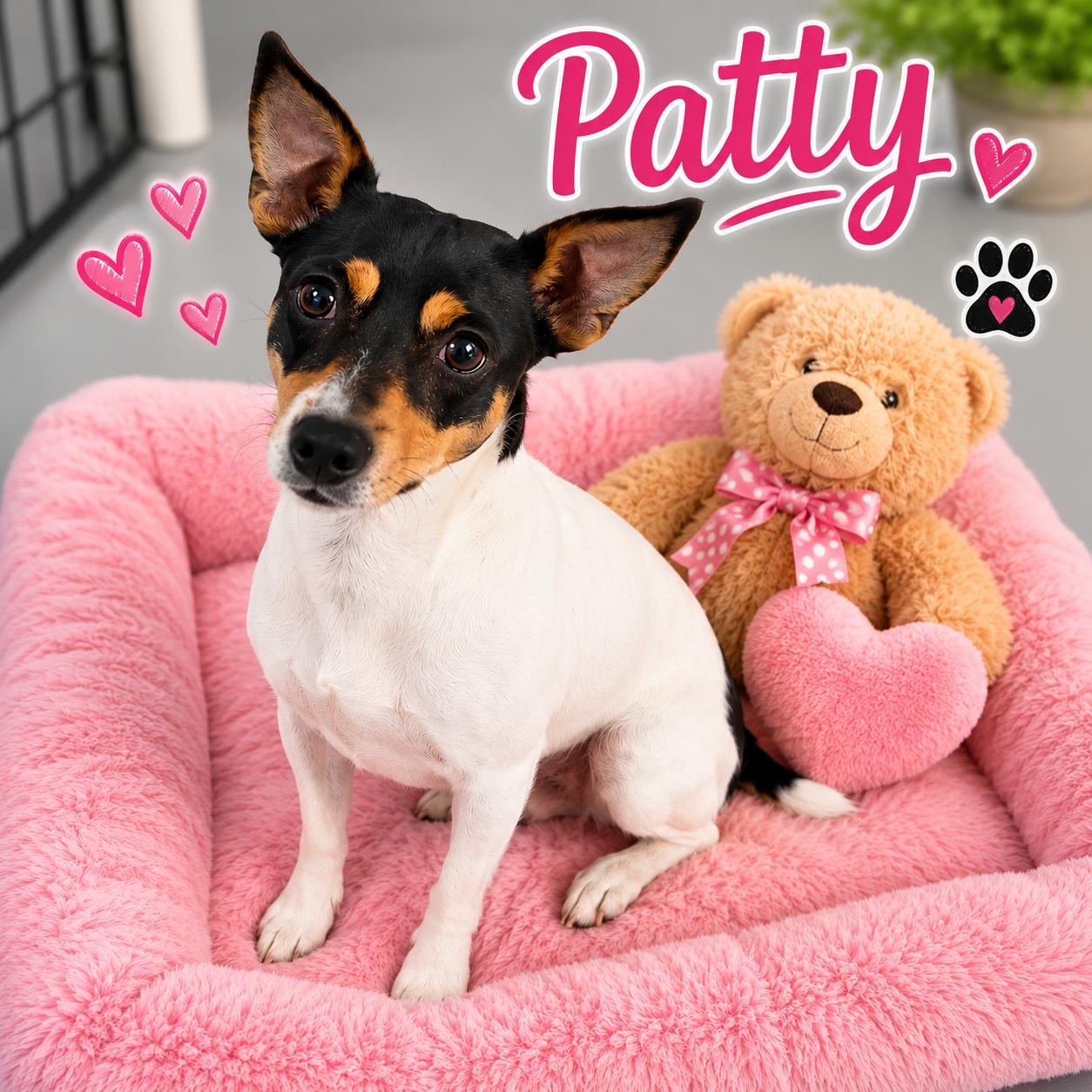 Enlarge Patty, an adopted mixed breed in Momence, IL image 1/1