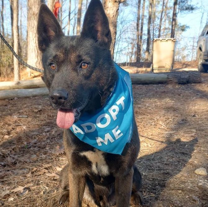 Enlarge Rocket, a Adoptable mixed breed in New Rochelle, NY image 1/6