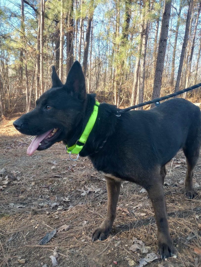 Enlarge Rocket, a Adoptable mixed breed in New Rochelle, NY image 2/6