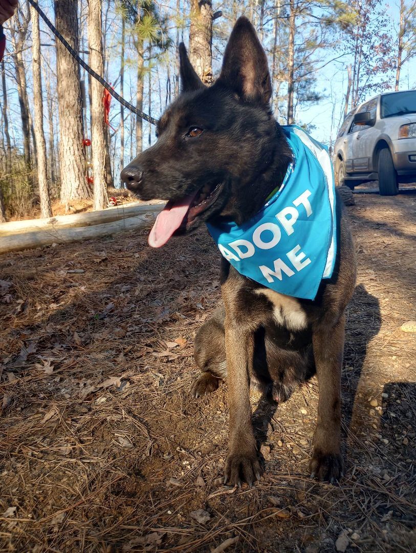 Enlarge Rocket, a Adoptable mixed breed in New Rochelle, NY image 3/6