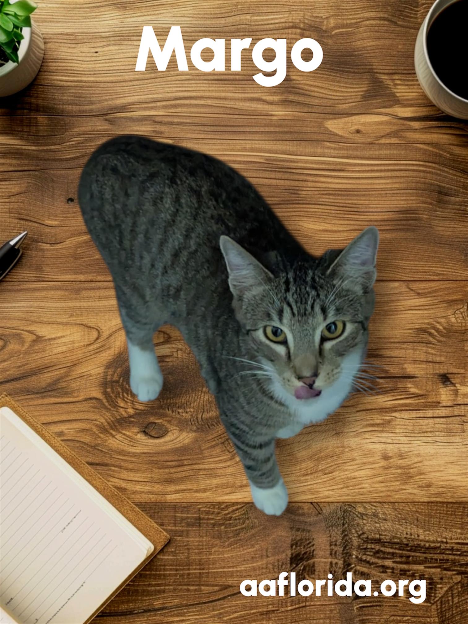 Enlarge Margo, a Adoptable mixed breed in Pensacola, FL image 1/3