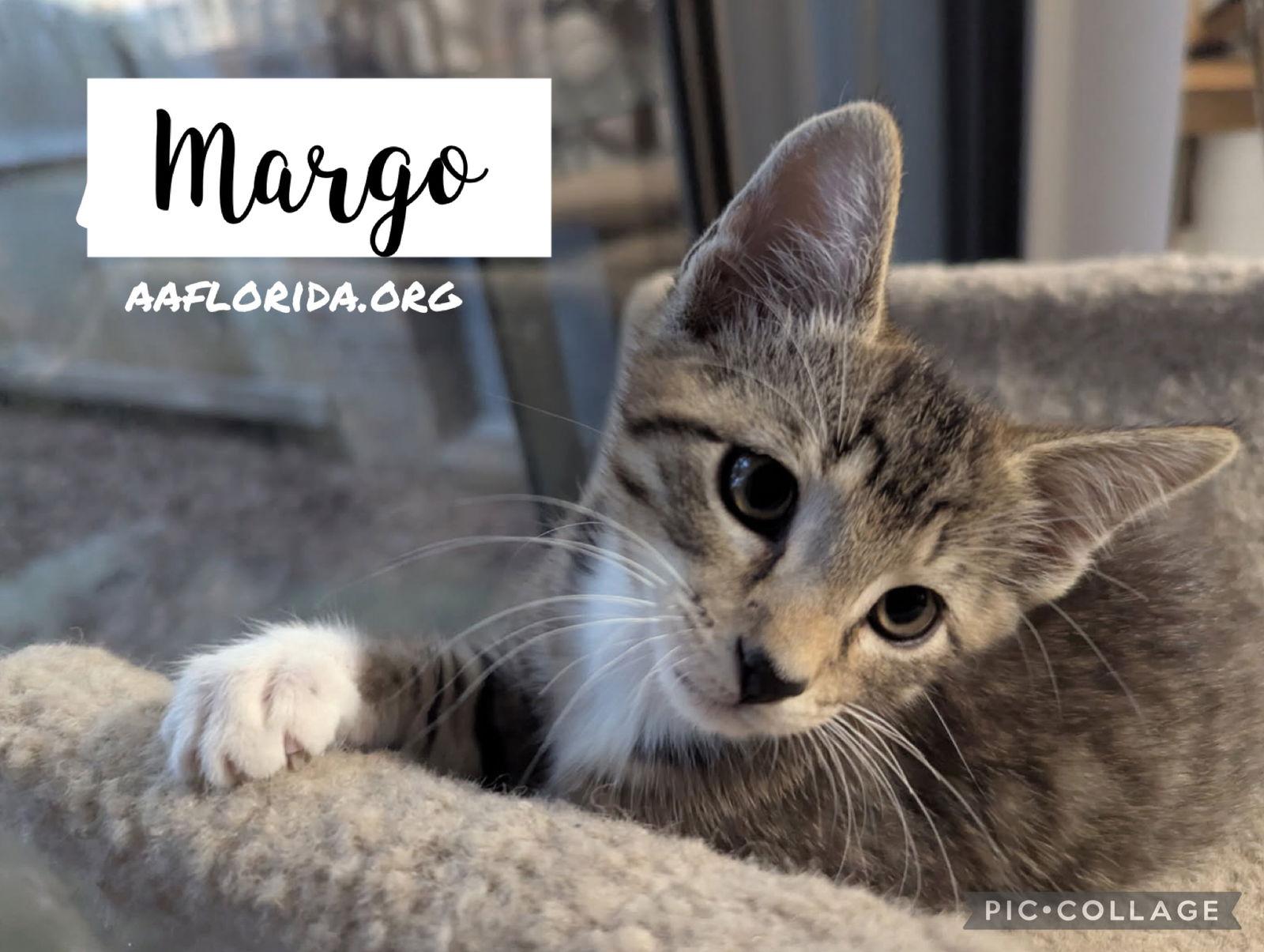 Enlarge Margo, a Adoptable mixed breed in Pensacola, FL image 2/3