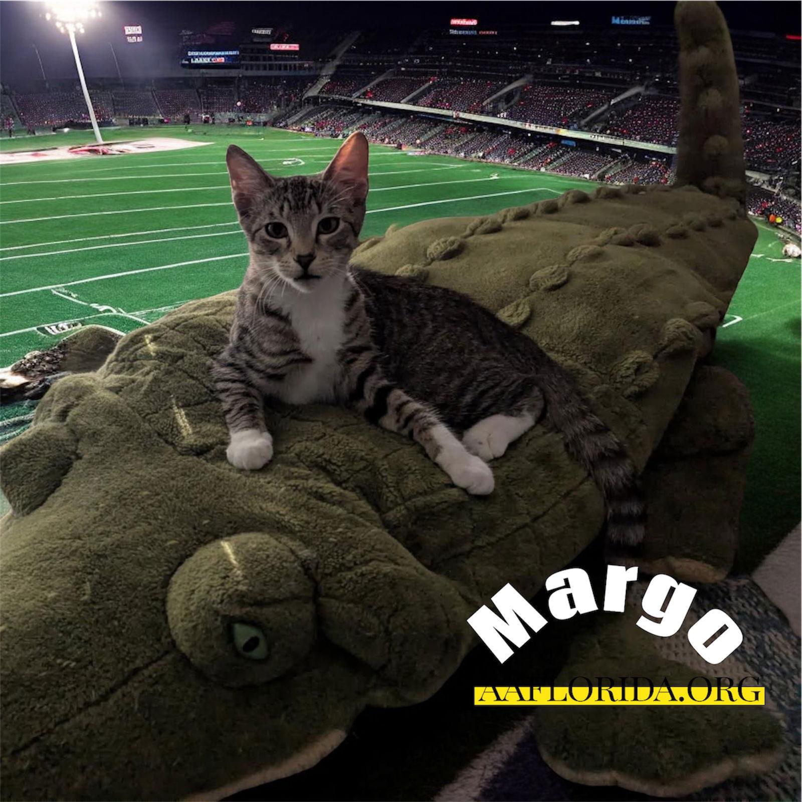 Enlarge Margo, a Adoptable mixed breed in Pensacola, FL image 3/3