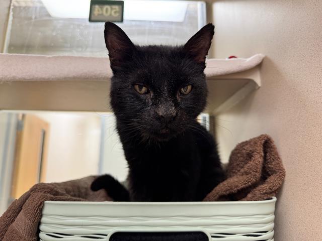 SNACKIE, Adoptable, Adult Male Domestic Short Hair.