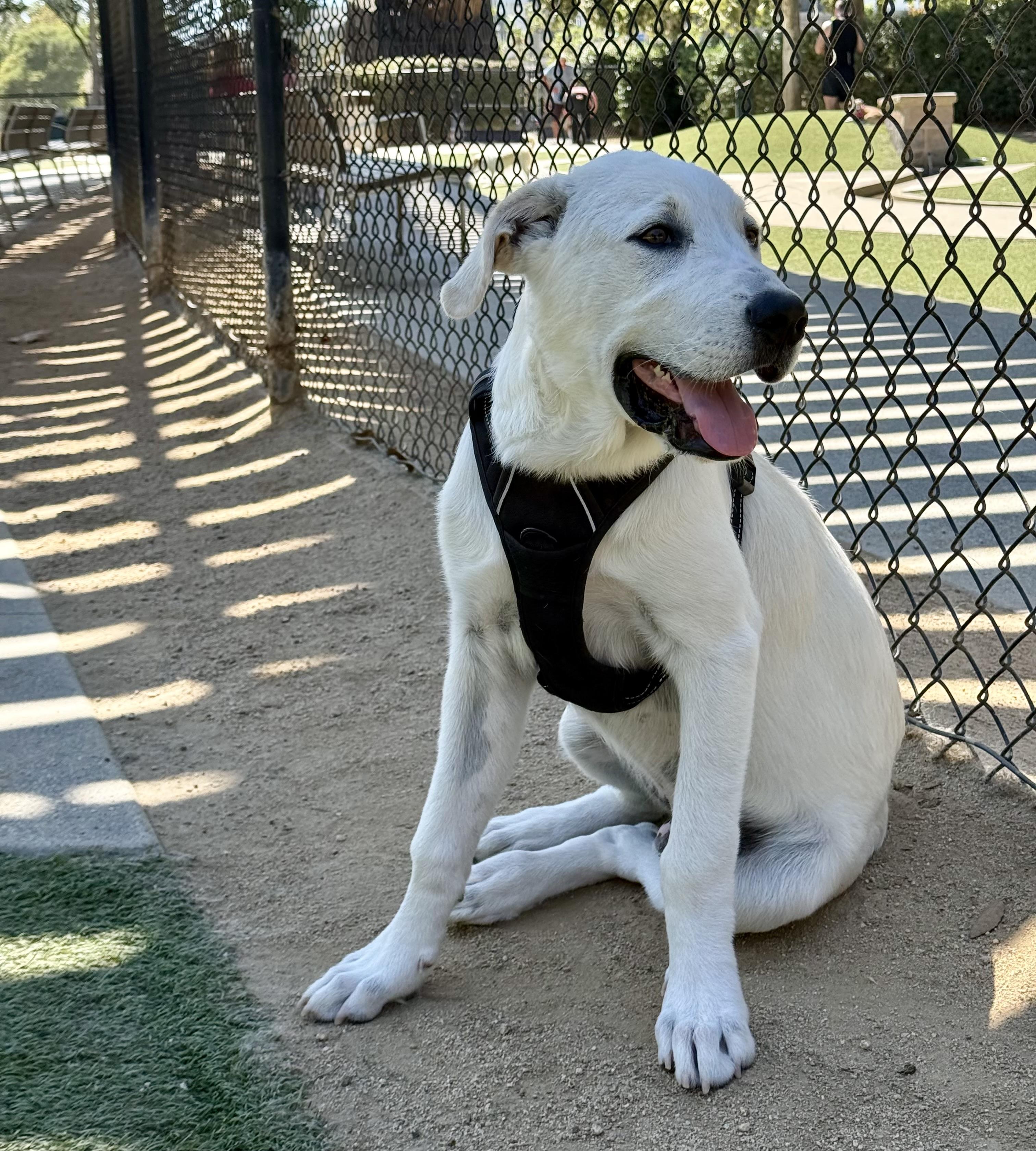 Enlarge Thunder - FaMilY DoG, an adopted Great Pyrenees in Van Nuys, CA image 2/3