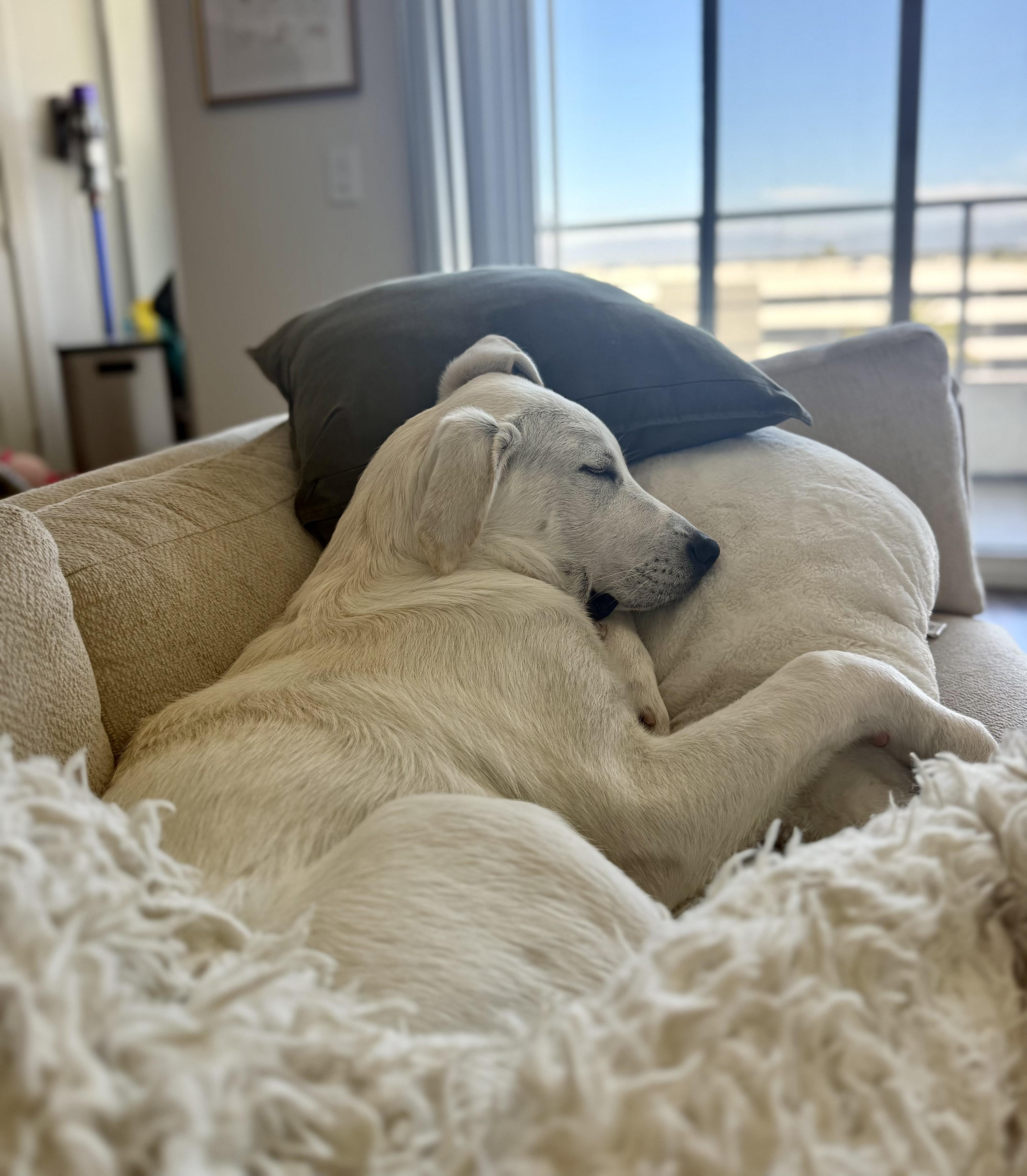 Thunder - FaMilY DoG, adopted, Puppy Male Great Pyrenees.
