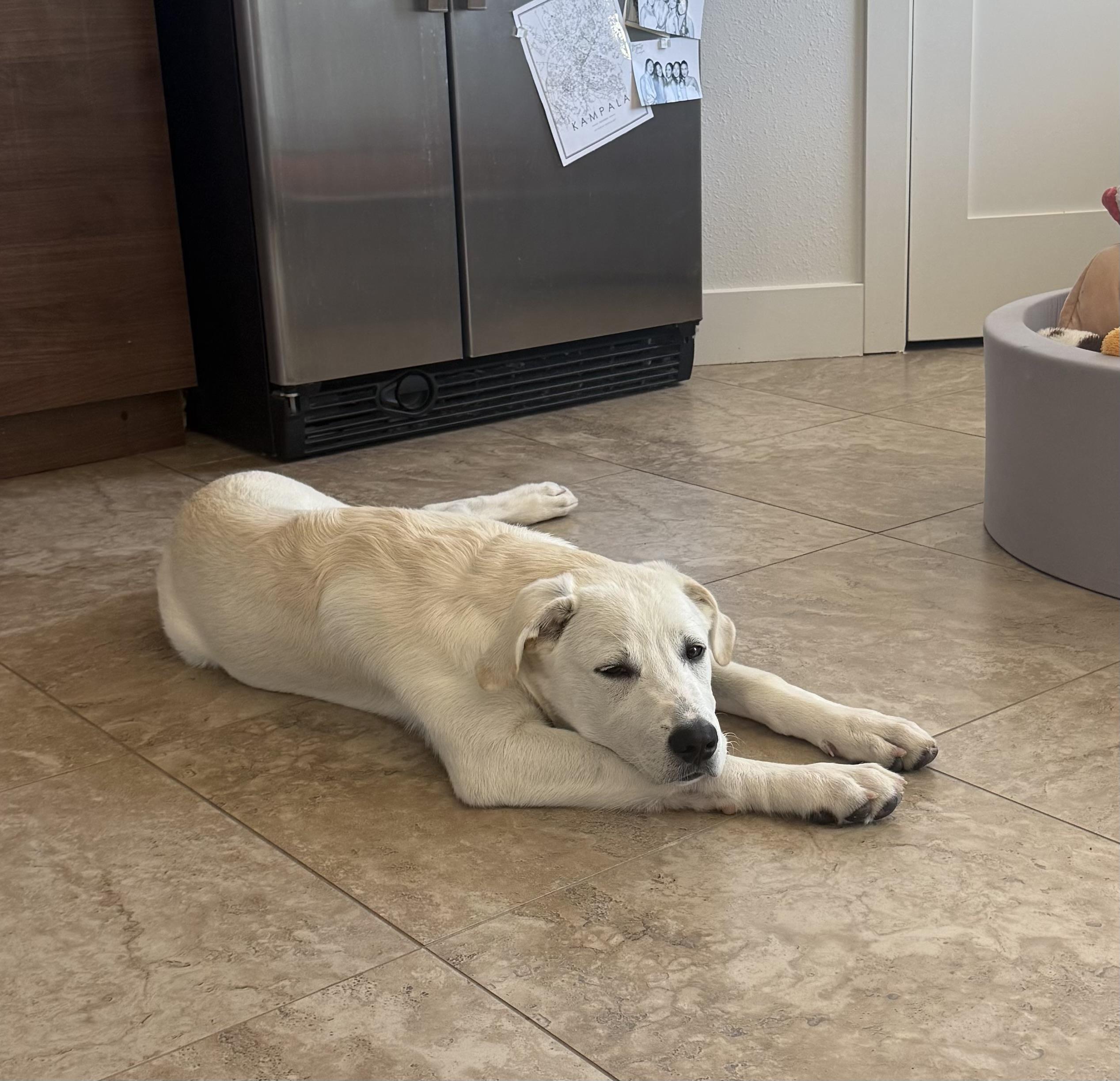 Enlarge Thunder - FaMilY DoG, an adopted Great Pyrenees in Van Nuys, CA image 3/3