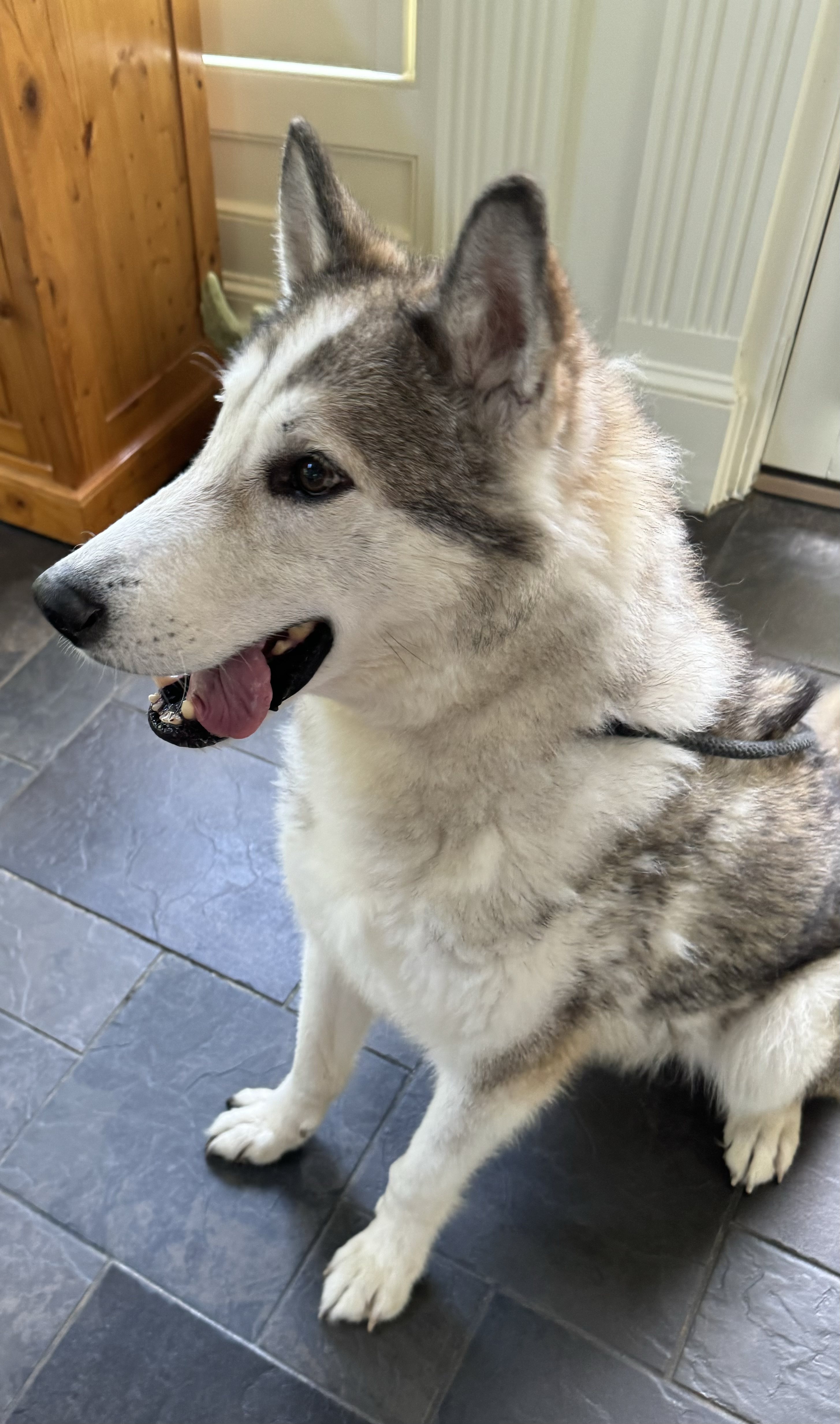 Kovu photo 1