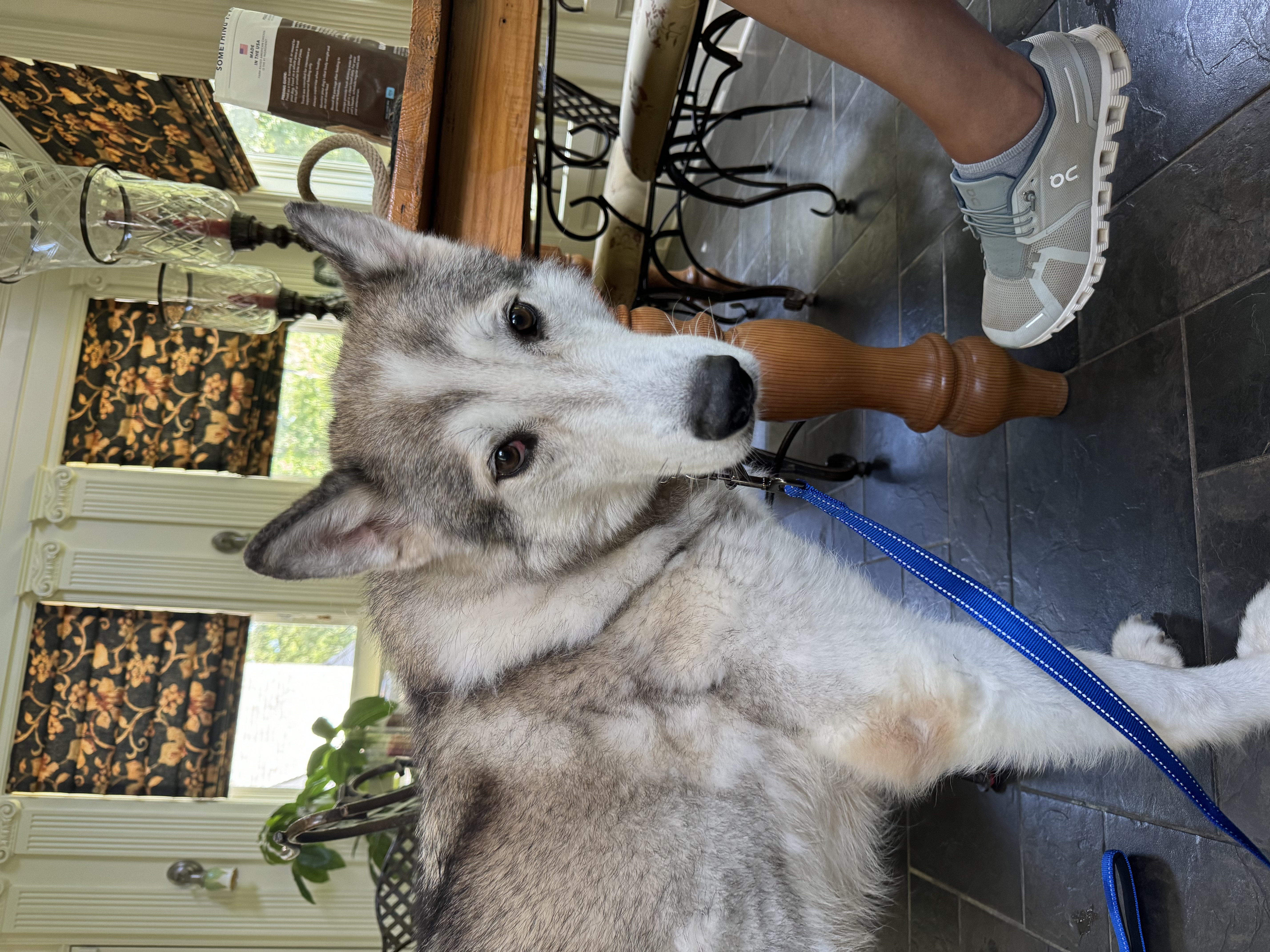 Kovu photo 4
