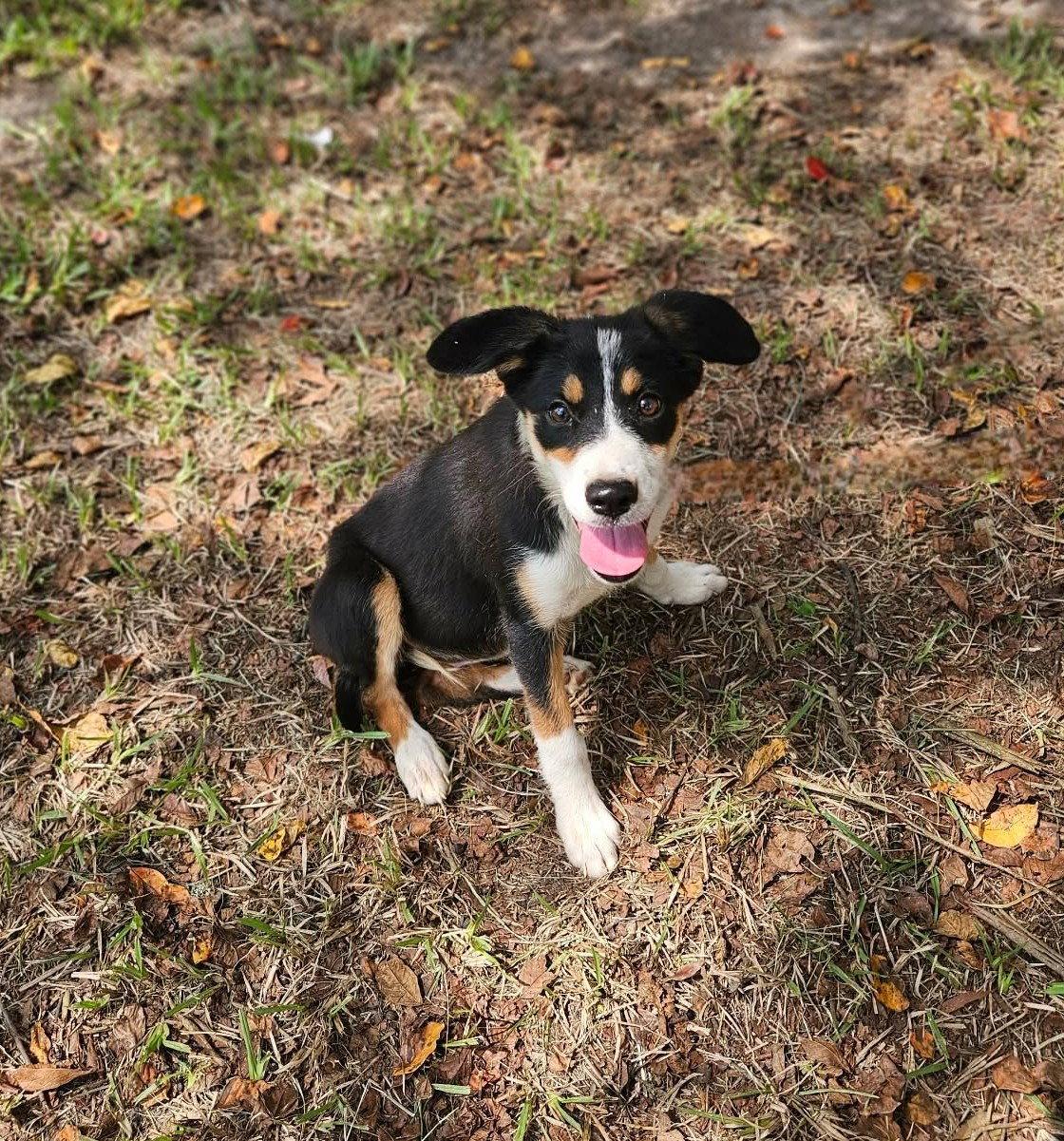 Enlarge Sparkler Freedom *LOCAL*, a Adoptable mixed breed in Wakefield, RI image 1/3