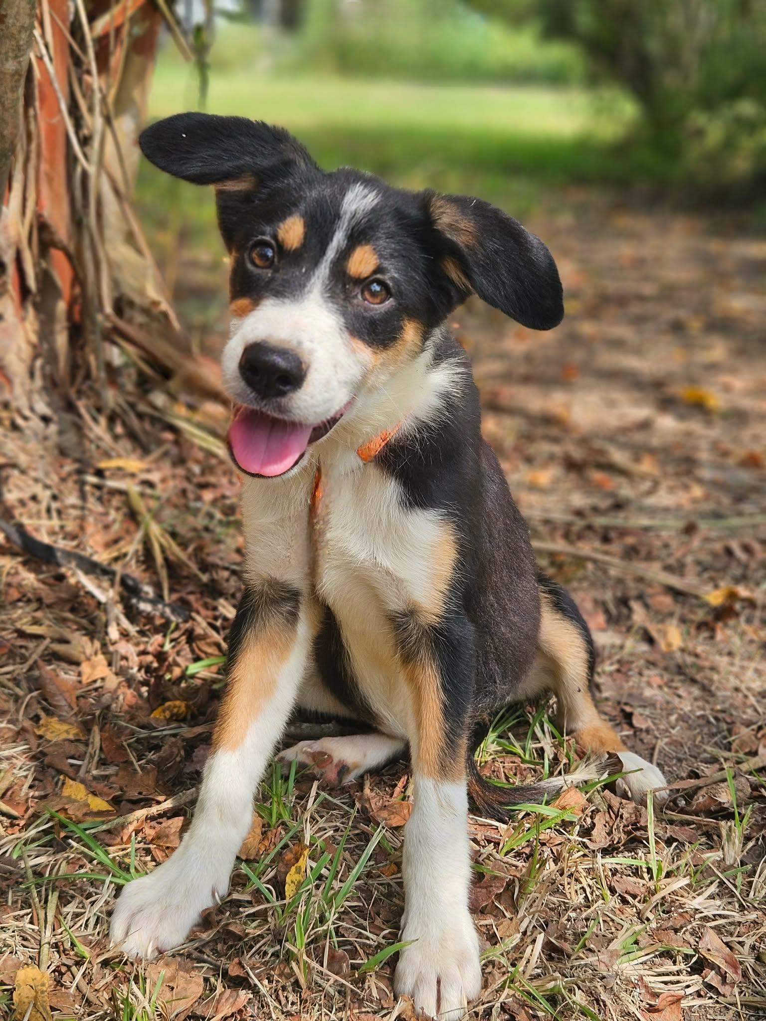 Enlarge Sparkler Freedom *LOCAL*, a Adoptable mixed breed in Wakefield, RI image 2/3