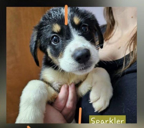 Enlarge Sparkler Freedom *LOCAL*, a Adoptable mixed breed in Wakefield, RI image 3/3