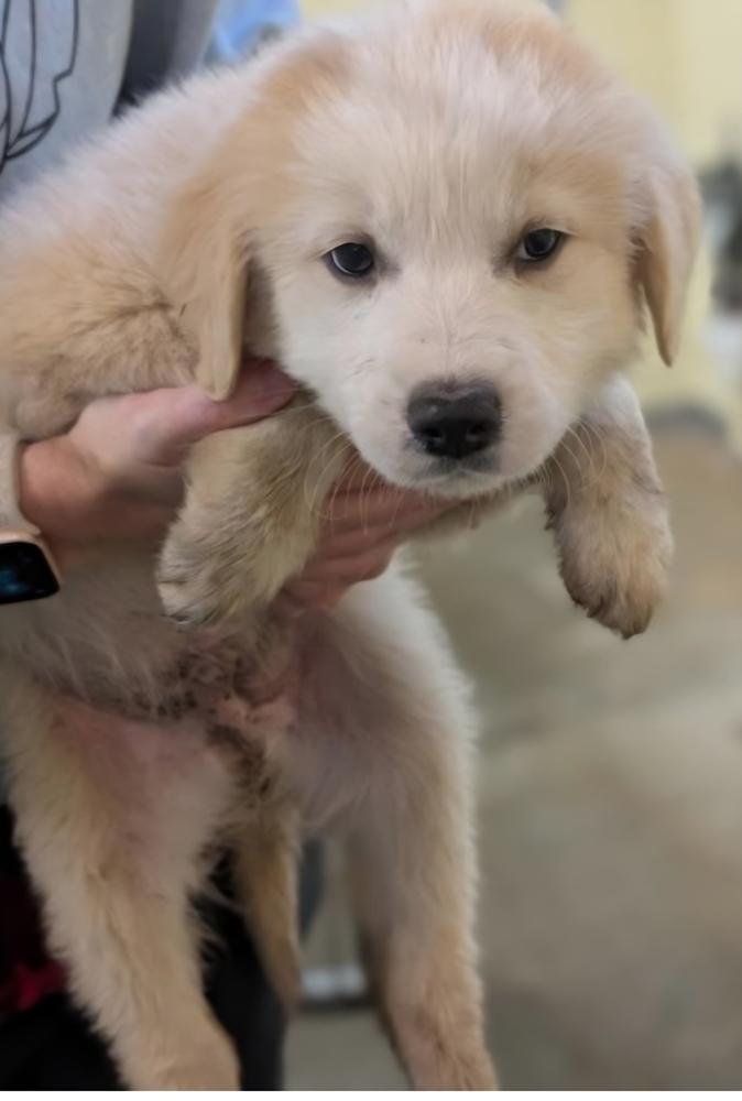 Flurry, Adoptable, Puppy Male Mixed Breed.