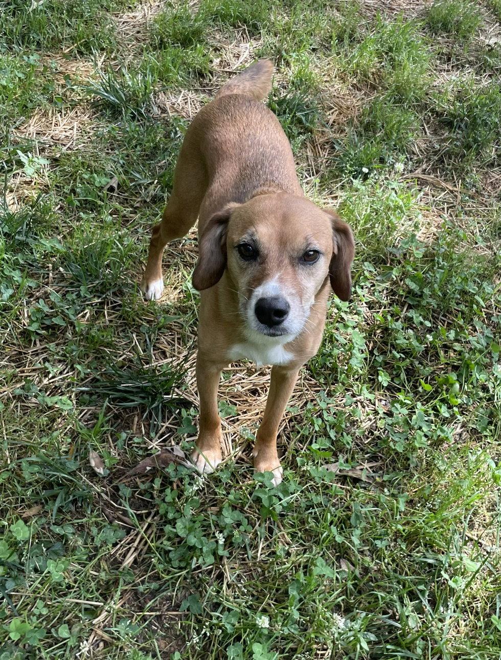 Mae, Adoptable, Adult Female Beagle.