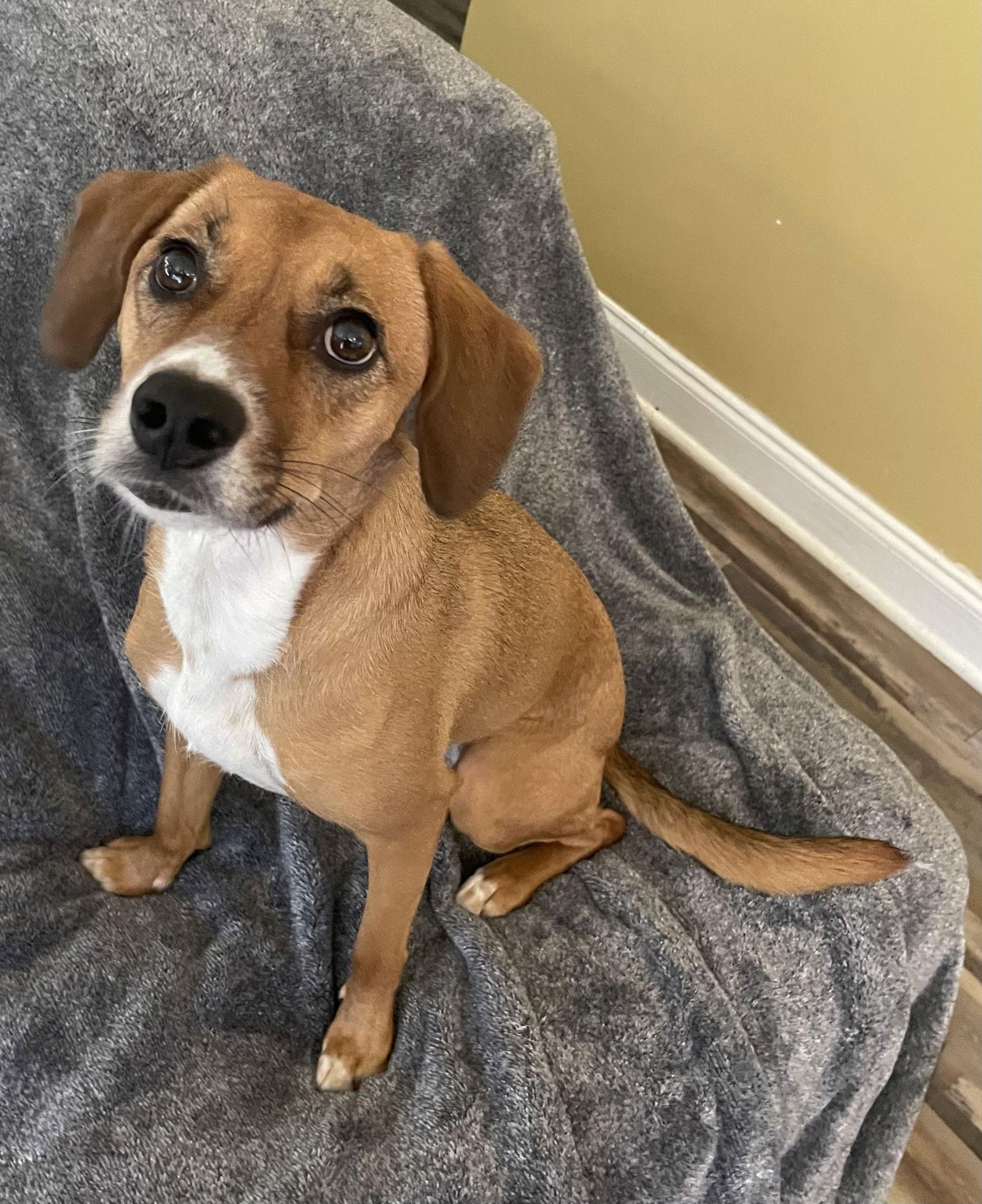 Mae, Adoptable, Adult Female Beagle.