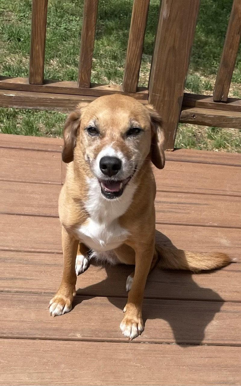 Enlarge Mae, a Adoptable Beagle in Pittsboro, NC image 3/3