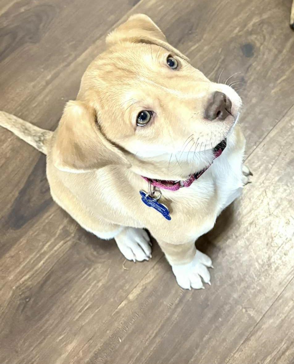 Enlarge JoJo, an adopted mixed breed in Columbia, MO image 4/5