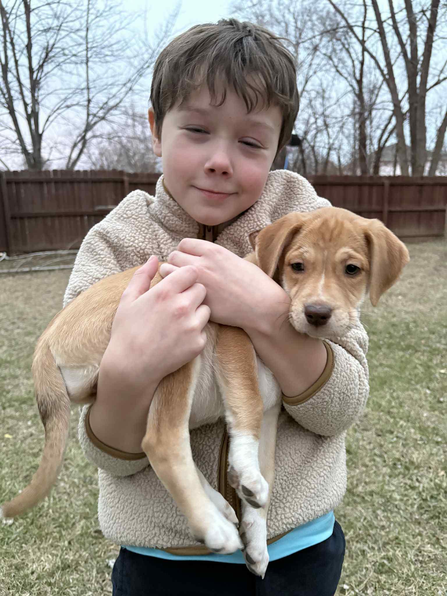 Enlarge JoJo, an adopted mixed breed in Columbia, MO image 3/5