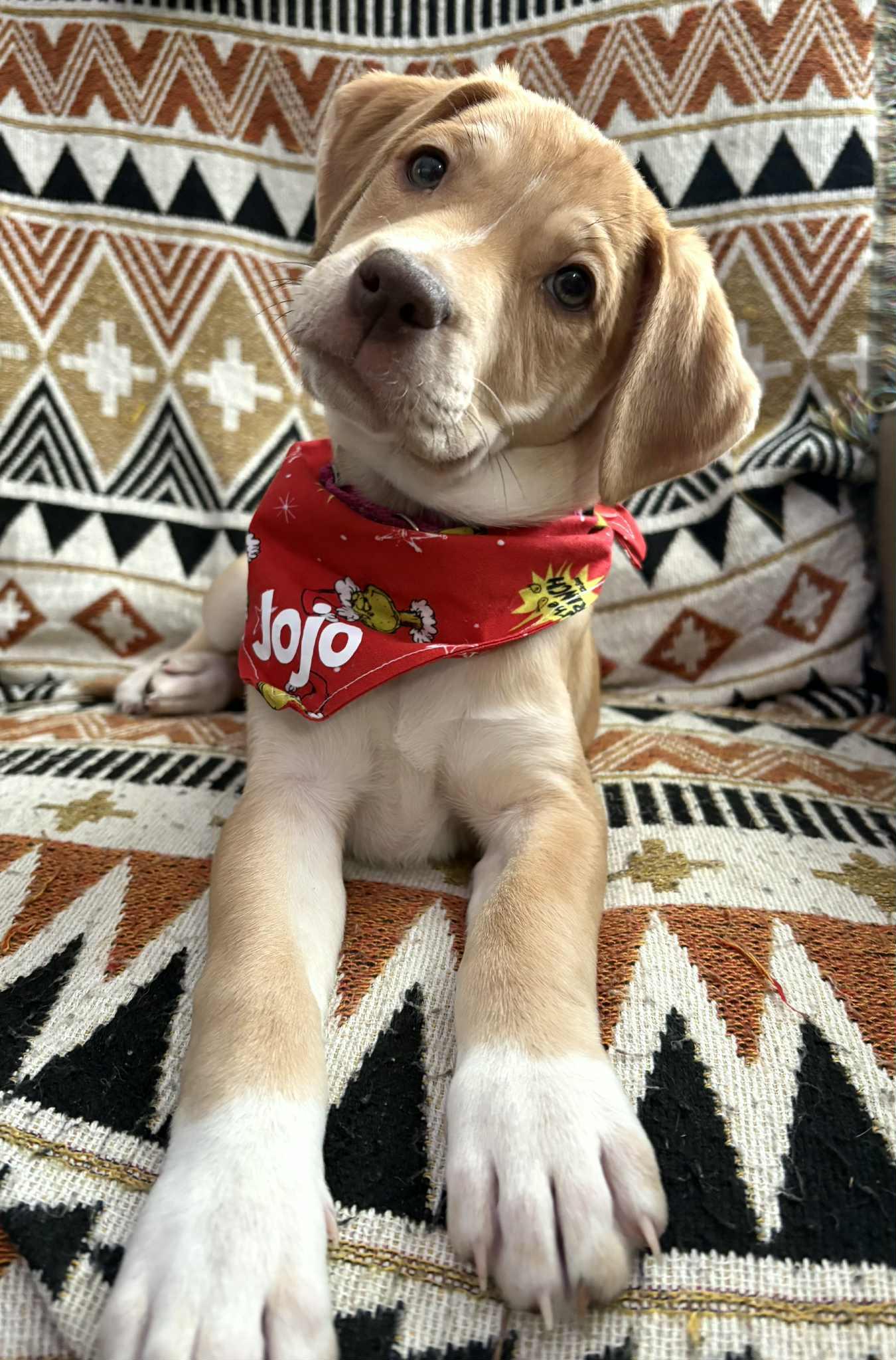 JoJo, adopted, Puppy Female Shepherd & Australian Shepherd.