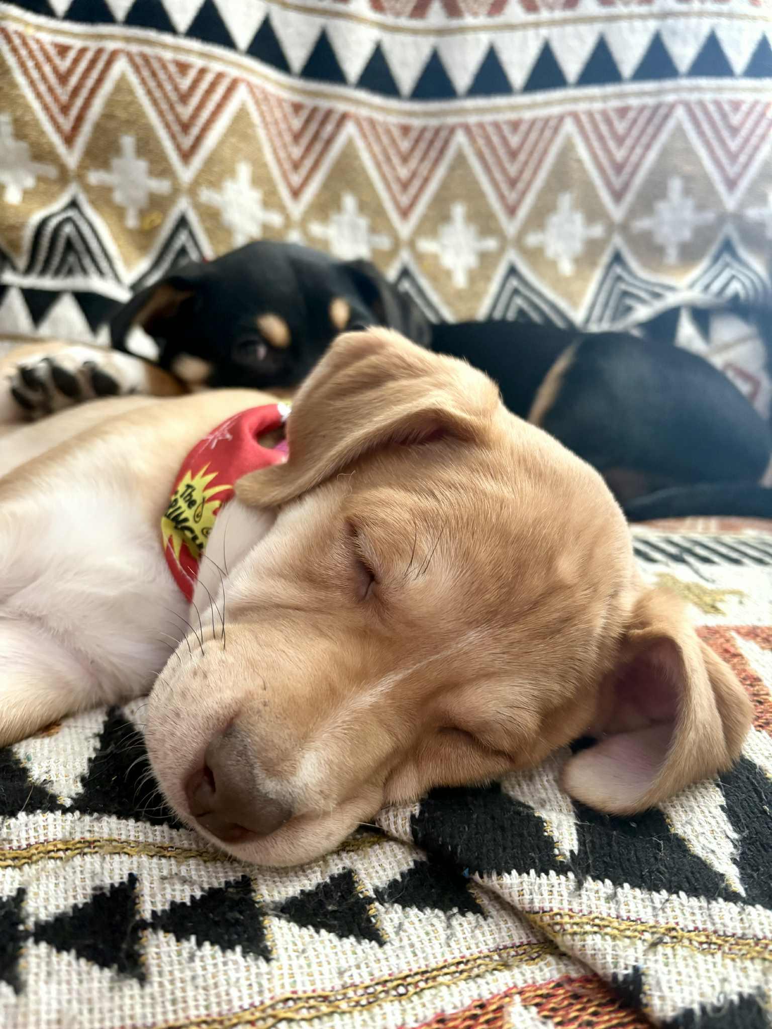 Enlarge JoJo, an adopted mixed breed in Columbia, MO image 5/5