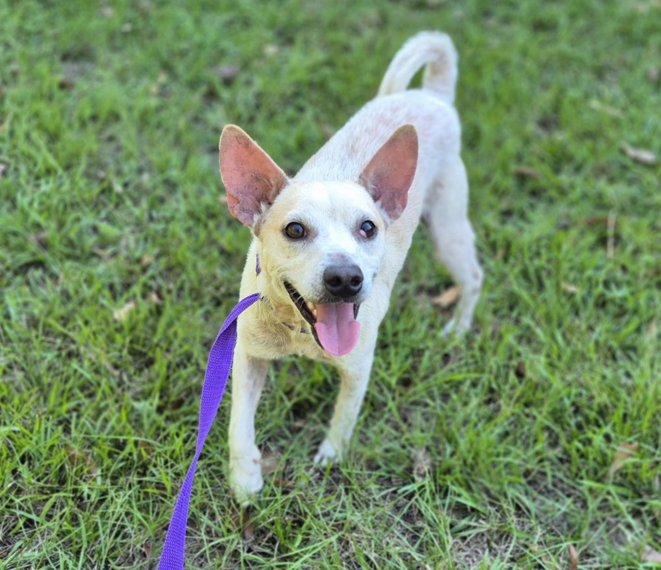 Enlarge Jason, a ADOPTABLE mixed breed in metairie, LA image 3/5