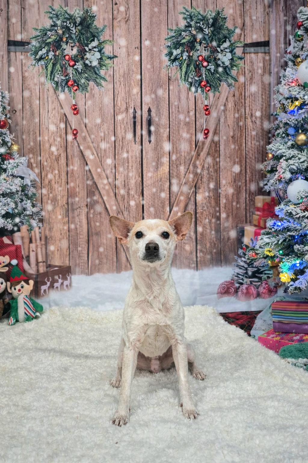 Enlarge Jason, a ADOPTABLE mixed breed in metairie, LA image 1/5