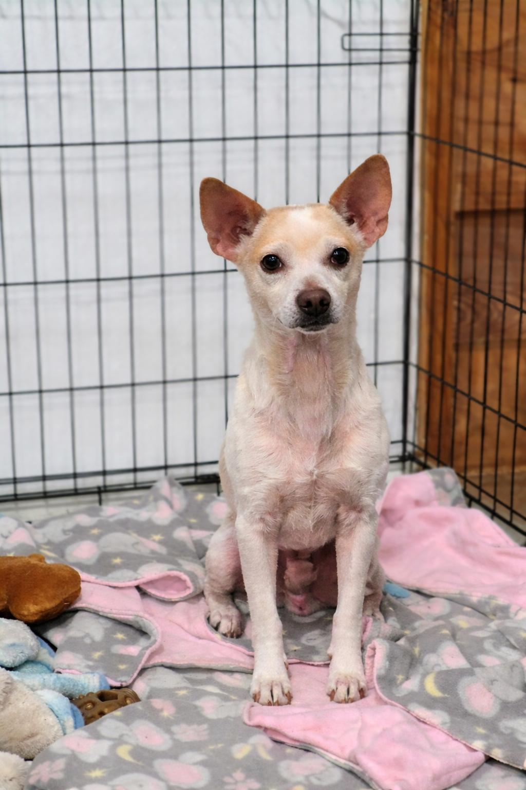 Enlarge Jason, a ADOPTABLE mixed breed in metairie, LA image 2/5