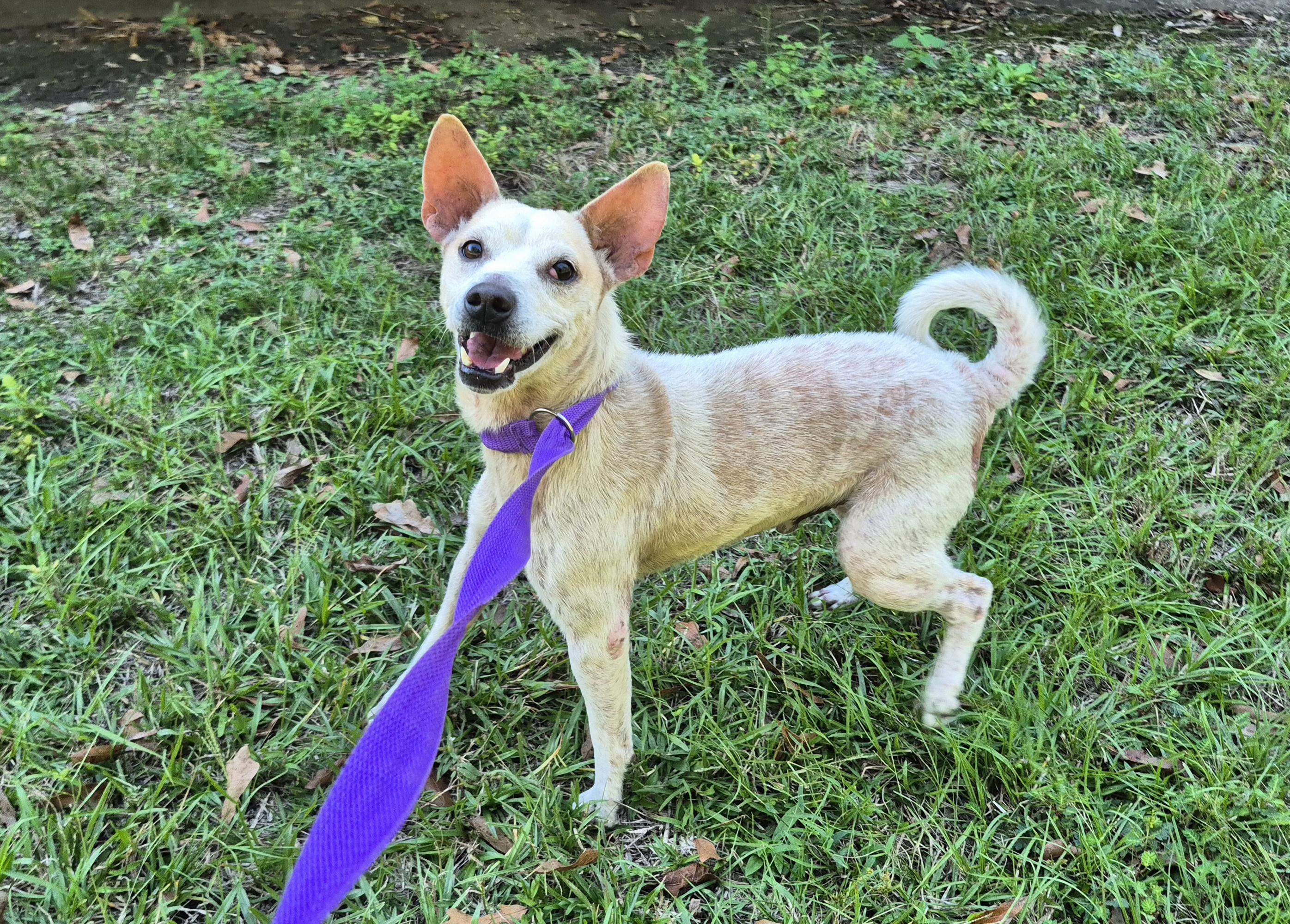Enlarge Jason, a ADOPTABLE mixed breed in metairie, LA image 4/5