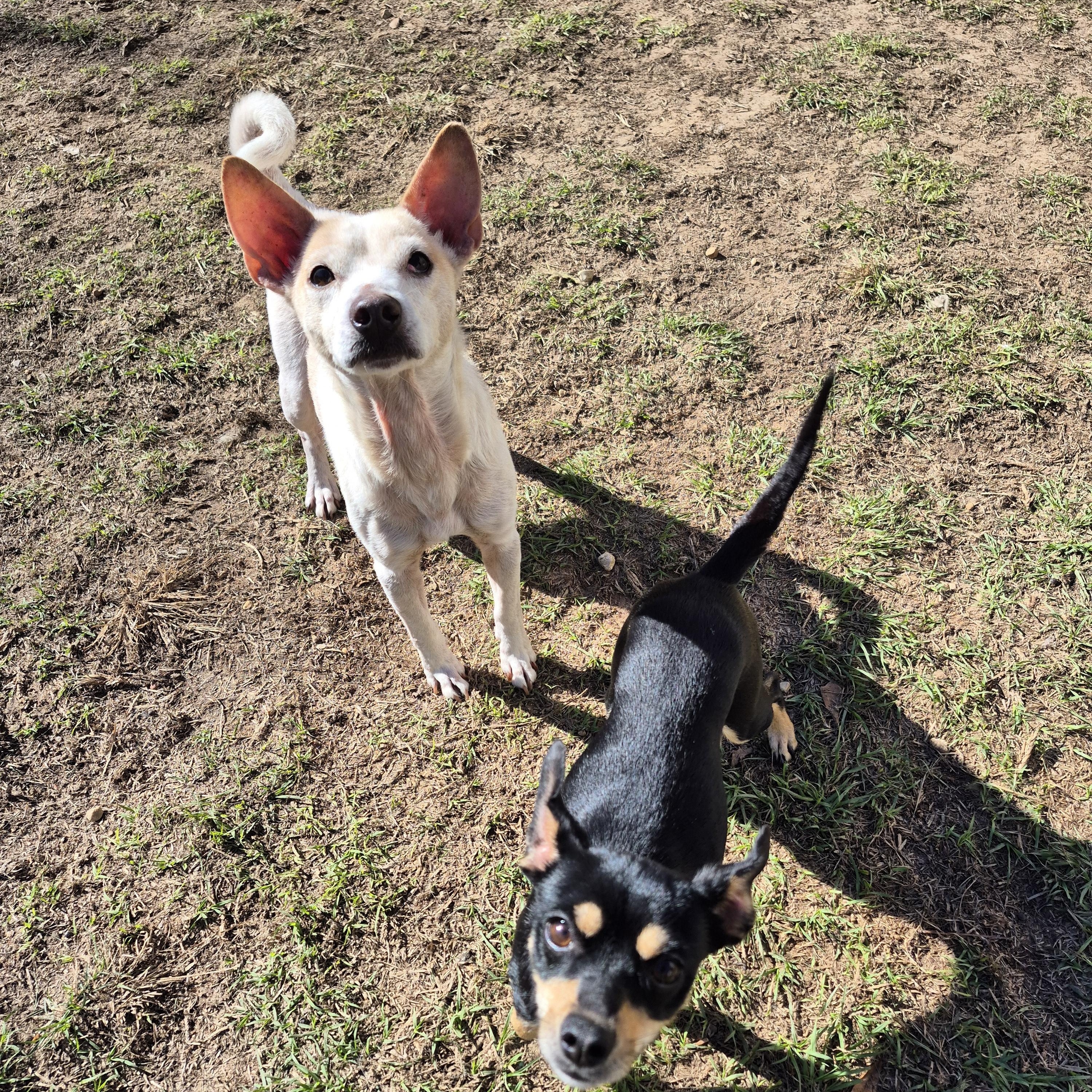 Enlarge Jason, a ADOPTABLE mixed breed in metairie, LA image 5/5
