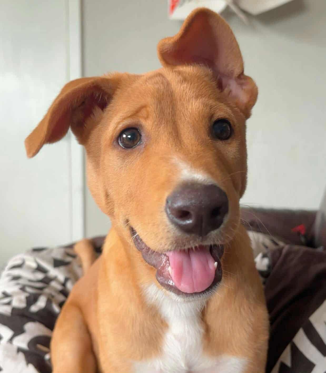 Yogi