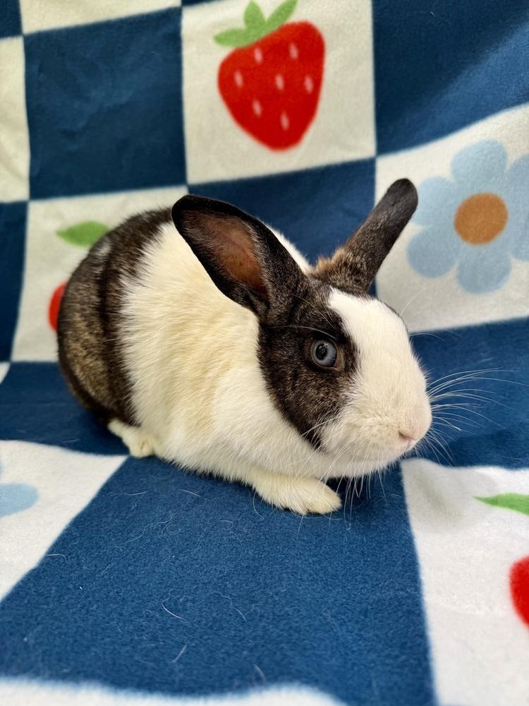 Enlarge Topaz (Bonded to Jasper), a Adoptable mixed breed in Gainesville, FL image 1/6