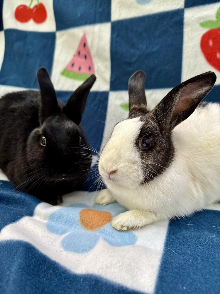 Enlarge Topaz (Bonded to Jasper), a Adoptable mixed breed in Gainesville, FL image 2/6