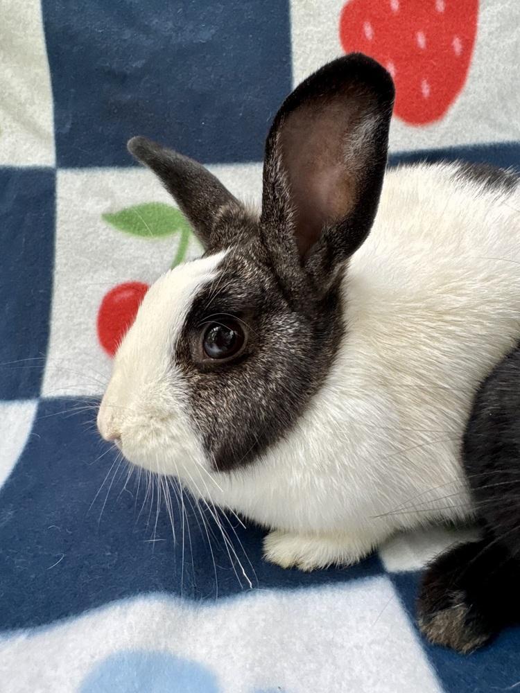 Enlarge Topaz (Bonded to Jasper), a Adoptable mixed breed in Gainesville, FL image 3/6