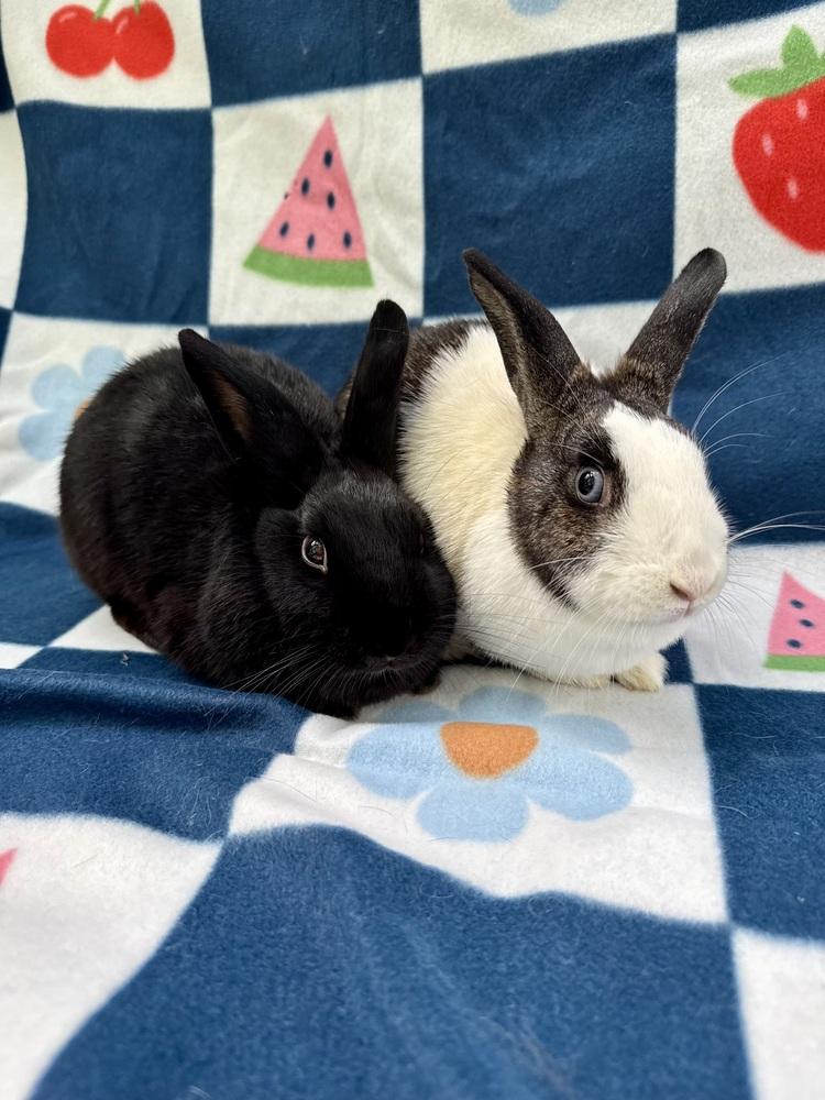 Topaz (Bonded to Jasper), Adoptable, Adult Female Dutch.