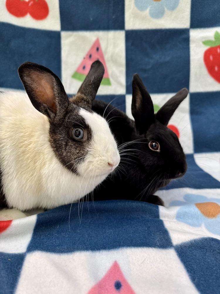 Topaz (Bonded to Jasper), Adoptable, Adult Female Dutch.
