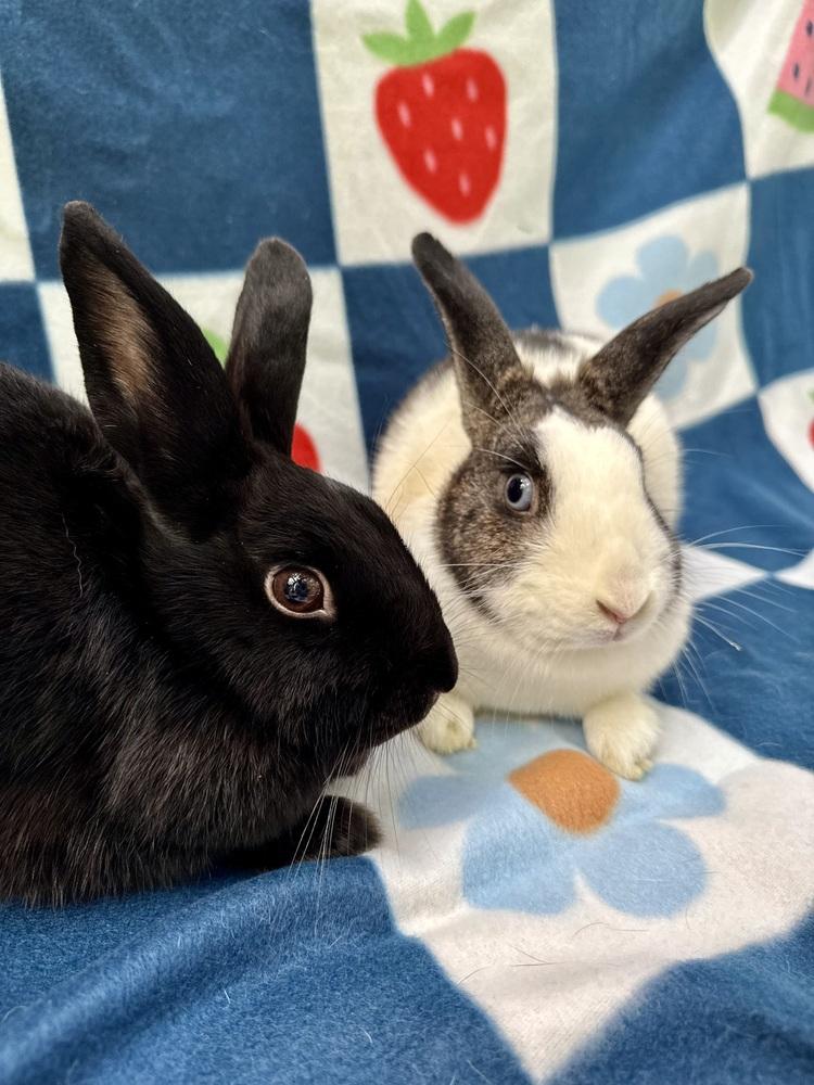 Enlarge Topaz (Bonded to Jasper), a Adoptable mixed breed in Gainesville, FL image 6/6