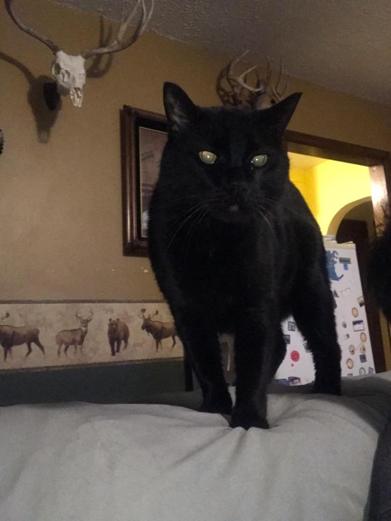 Ninja, Adopted, Senior Male Domestic Short Hair.