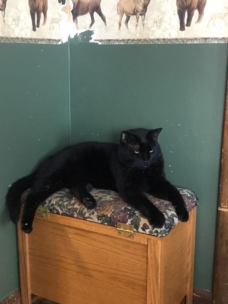 Ninja, a Adopted mixed breed in Minot, ND image 2/2