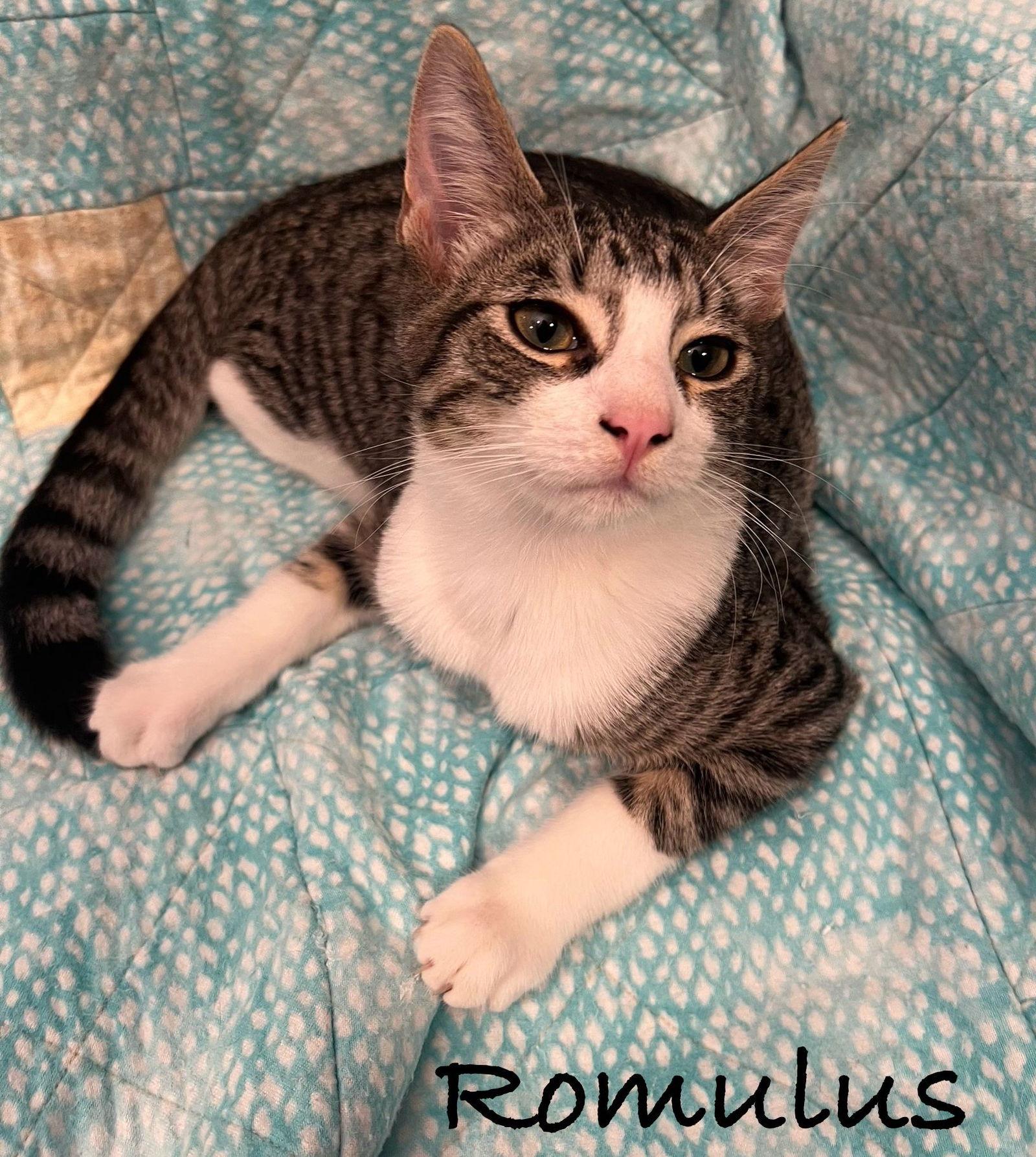 Enlarge Romulus, a Adoptable Domestic Short Hair in Seal Beach, CA image 1/1