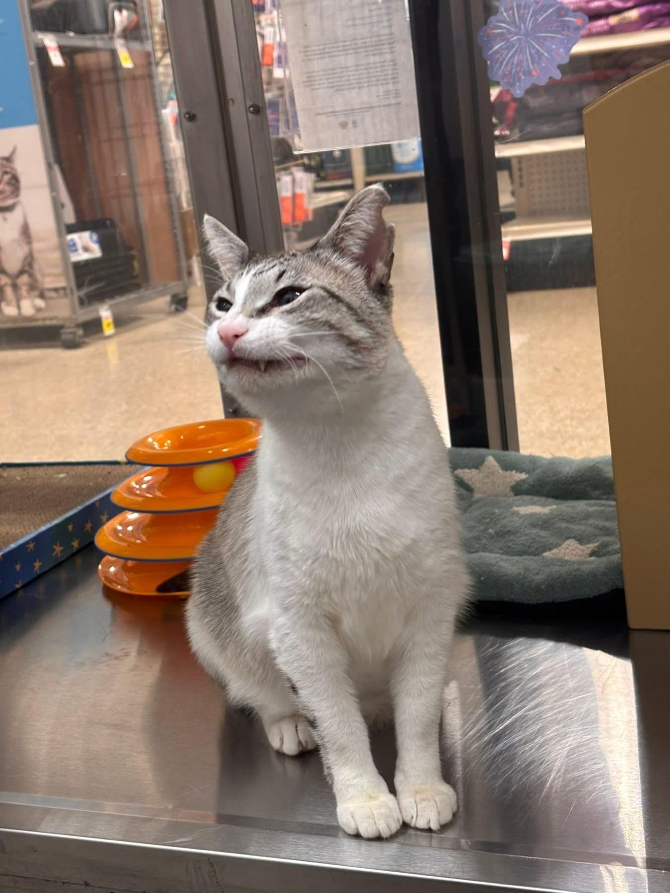 Narwhal, a ADOPTABLE Siamese in Chandler, AZ image 3/4