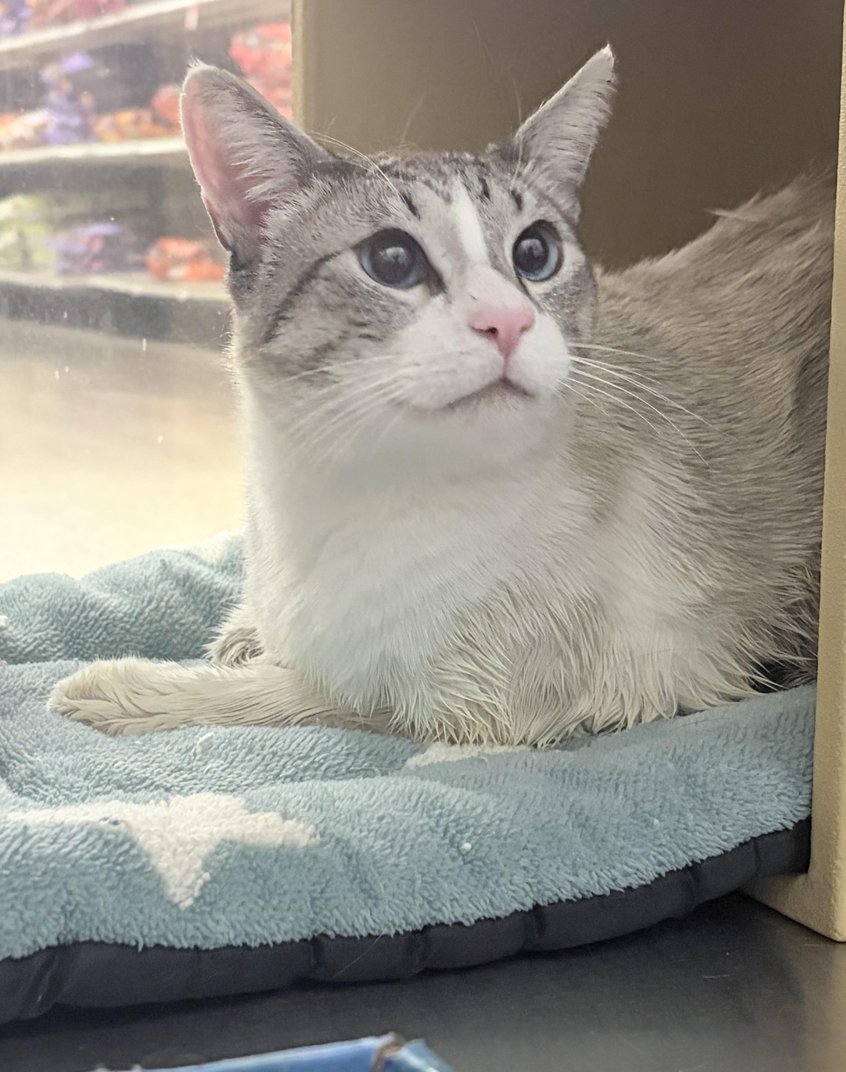 Narwhal, a ADOPTABLE Siamese in Chandler, AZ image 4/4