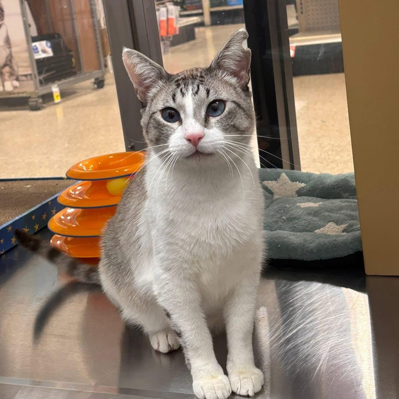 Narwhal, a ADOPTABLE Siamese in Chandler, AZ image 1/4
