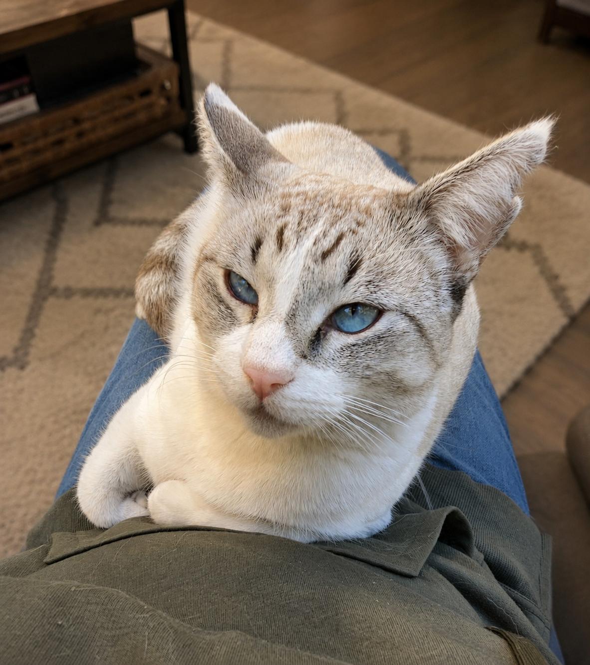 Narwhal, a ADOPTABLE Siamese in Chandler, AZ image 2/4
