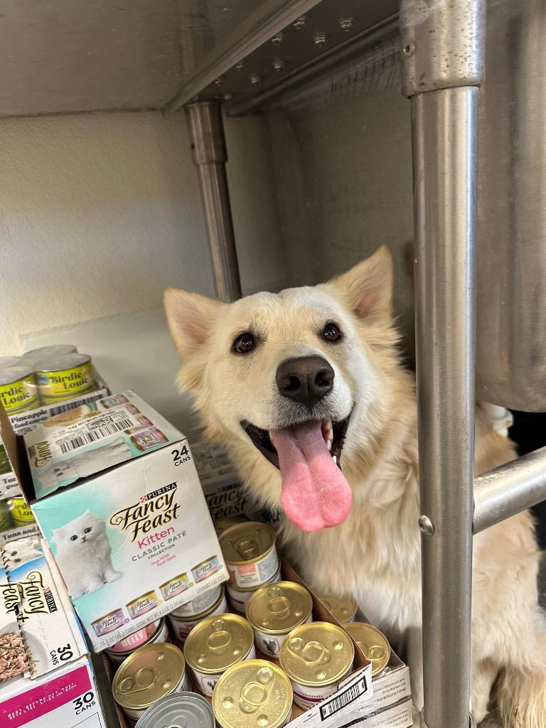 Coconut, Adoptable, Young Female Great Pyrenees & Mixed Breed.