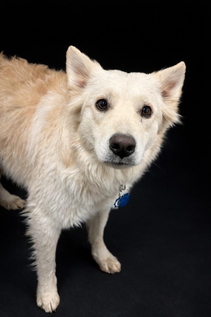 Enlarge Coconut, a Adoptable mixed breed in Rock Springs, WY image 2/2