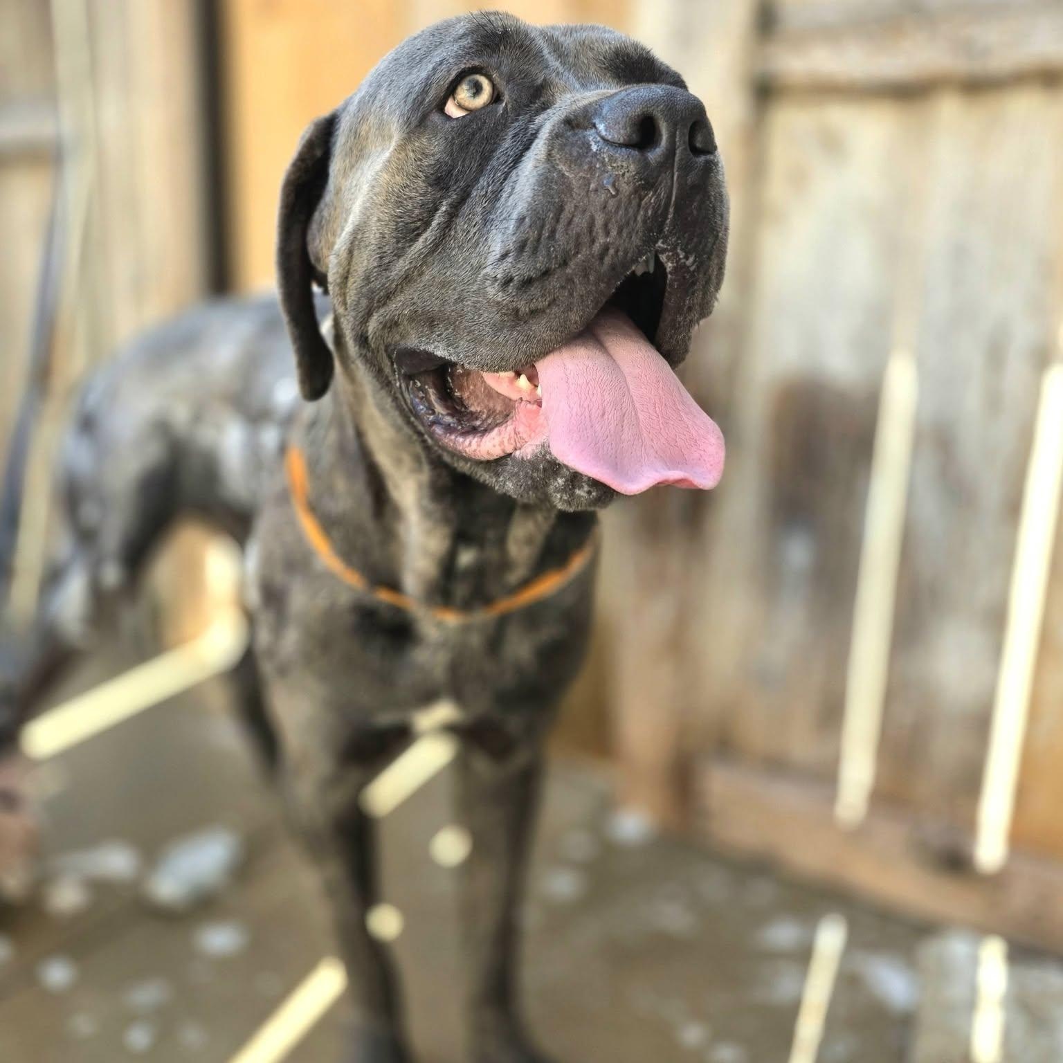 Dino, a ADOPTABLE Cane Corso in Wheeling, IL image 5/6