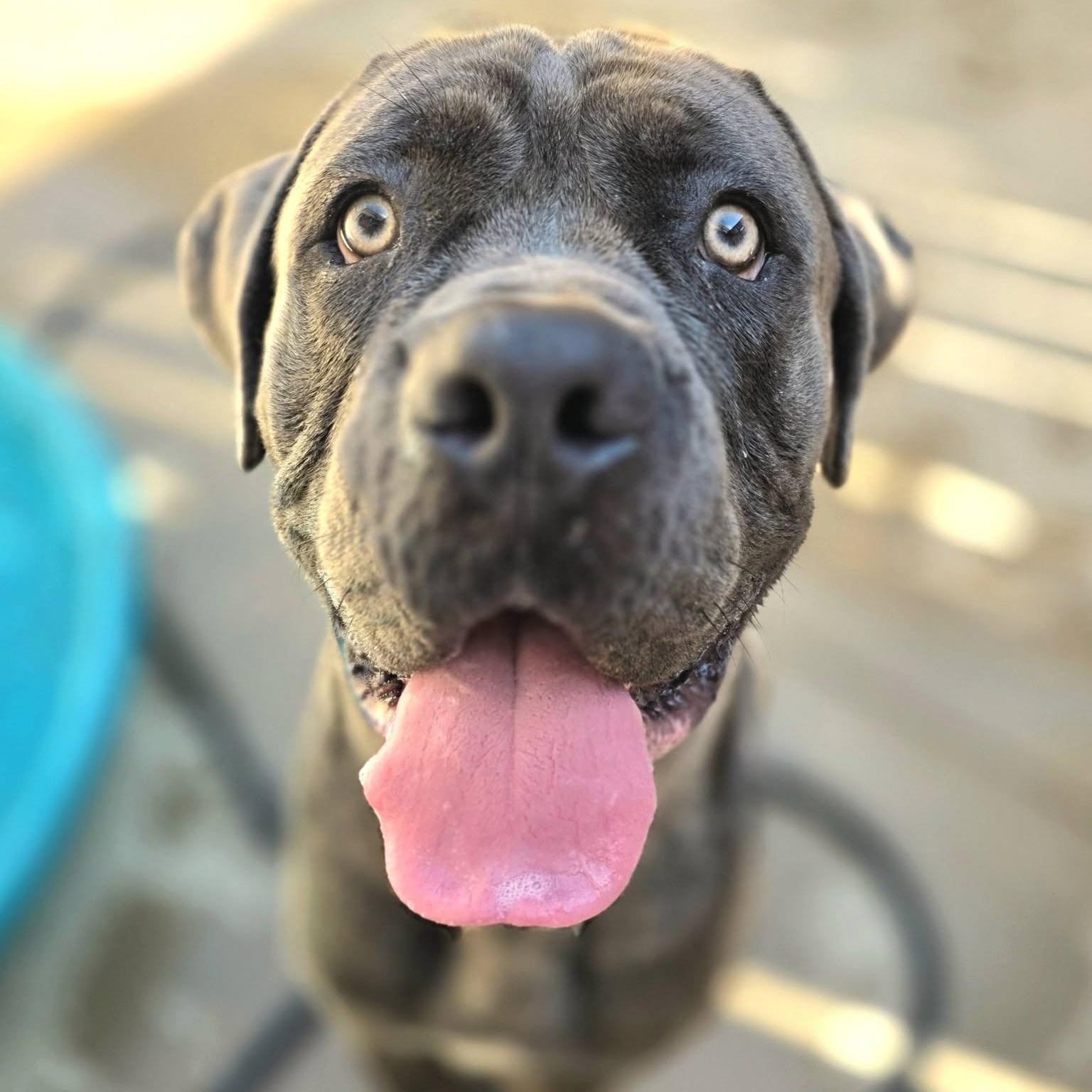Dino, a ADOPTABLE Cane Corso in Wheeling, IL image 1/6