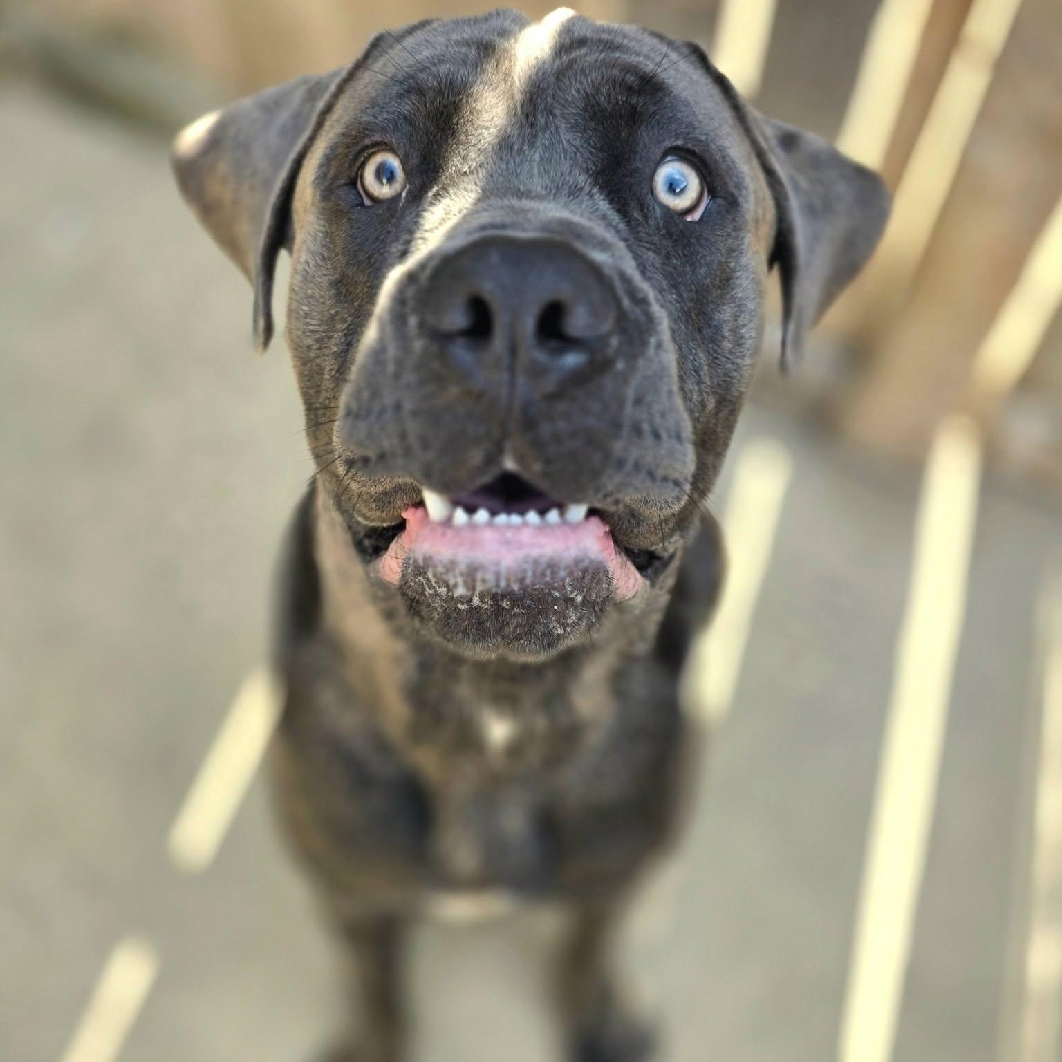 Dino, a ADOPTABLE Cane Corso in Wheeling, IL image 6/6